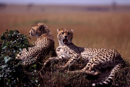 Ground wild animals big cats photo