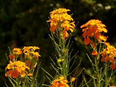 Golden flower blossom photo