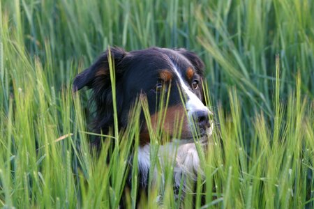 Berner sennen dog meadow portrait photo