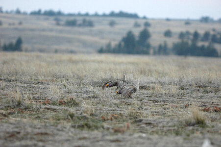 Male Sharp-tailed Grouse