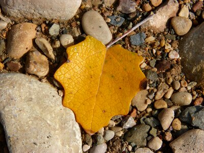 Autumn leaves yellow sheet golden autumn photo