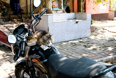 Cat Sitting on Motorcycle photo