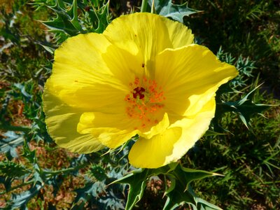 Flower yellow iceland poppy