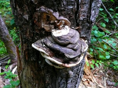 Forest mushroom fungi photo