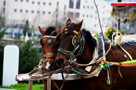 Horse mastiff car