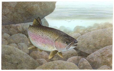 Fish Oncorhynchus mykiss rainbow photo