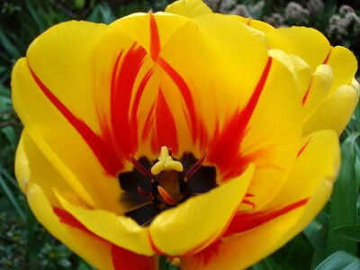 Flower yellow red photo