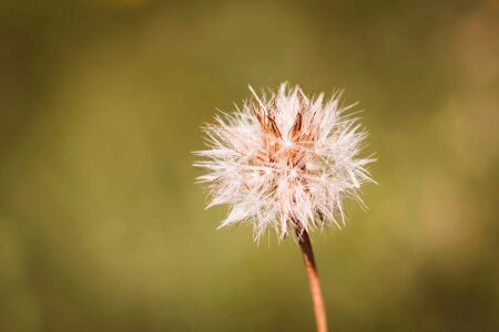 Beautiful Flowers blooming blossom photo