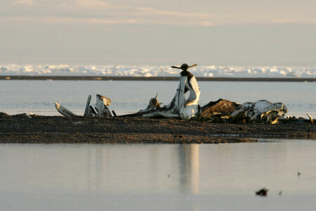 Debris on the shore photo