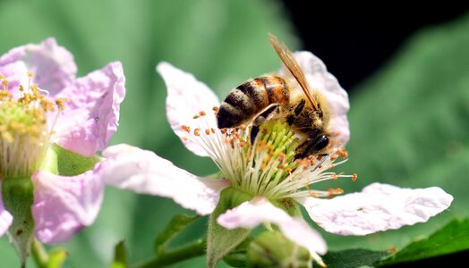 Animal arthropod beautiful flowers