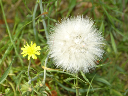Floral plant natural