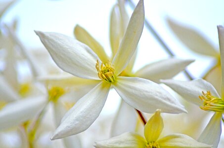 Bloom flower close up photo