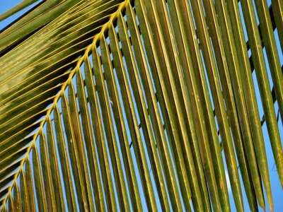 Abstracts palms single photo