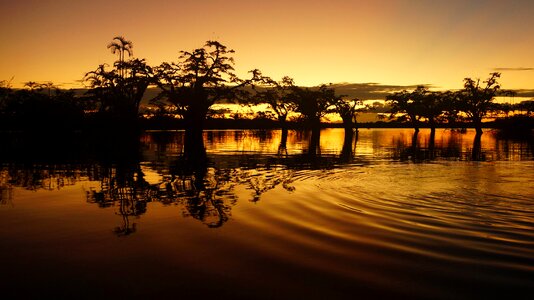 Forest tree water
