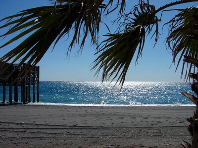 Palm sea silhouette photo