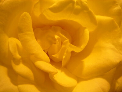 Yellow Flower 2
