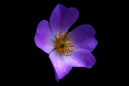 Petals stamen flower photo