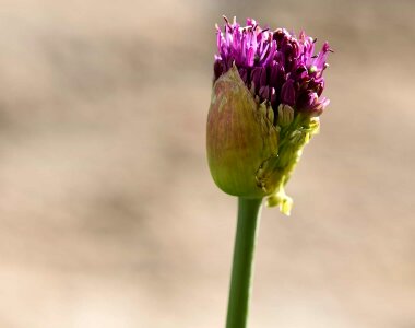 Beautiful Flowers biology bloom