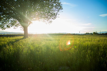 Sun Rays Tree Field