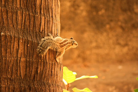 Squirrel Coconut photo