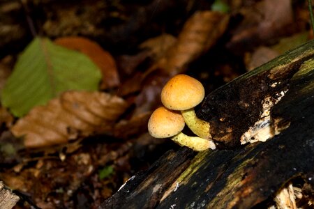 Environment flora fungus