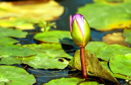 Aquatic beautiful beautiful flowers photo