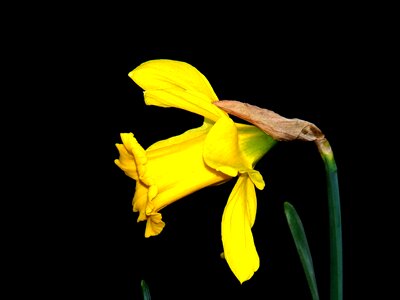 Garden spring daffodil