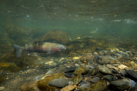 Rainbow trout-2