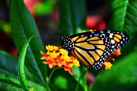 Animal arthropod beautiful