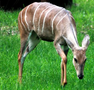 Animal antelope 