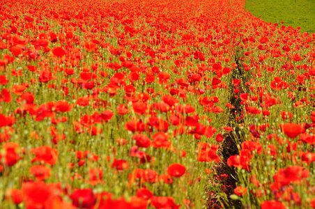 Klatschmohn field of poppies red