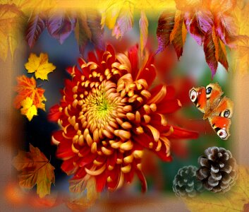 Floral autumn plant