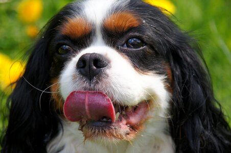 Cavalier king charles spaniel dog cavalier caviś