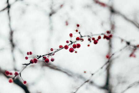 Berries branches christmas photo