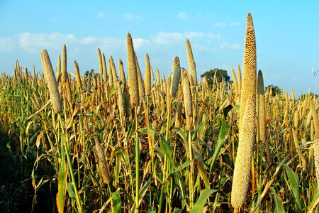 Crop spike cereal