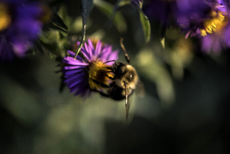 Bee on violet flower photo