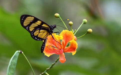 Flower with Butterfly photo