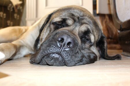 Pet tired sleep