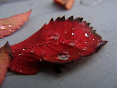 Drop macro red