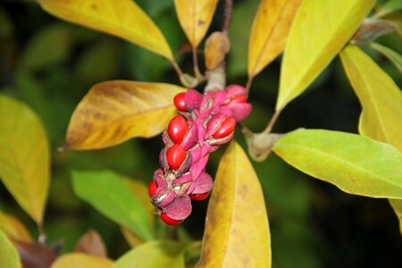 Magnolia seed plant covered more slowly