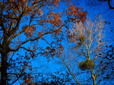 Tree in the fall sky mood photo