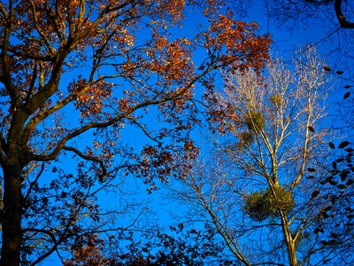 Tree in the fall sky mood