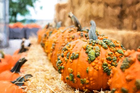 Orange decoration autumn background