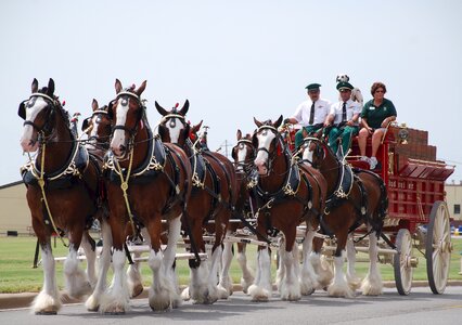 Carriage transport animals photo