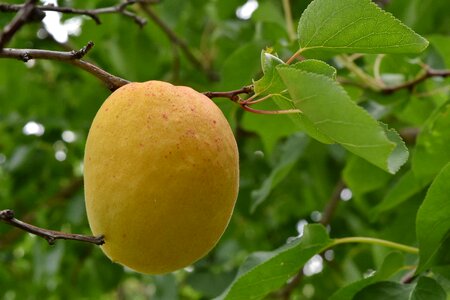 Apricot fruit tree orchard