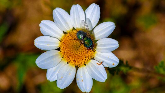 Animal arthropod beautiful
