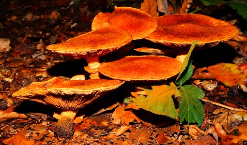 Autumn nature brown