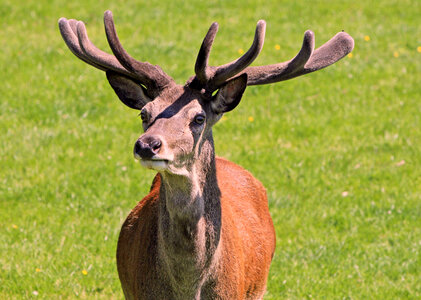 Mountain Deer wildlife in Great Smoky Mountains National Park, Tennessee photo