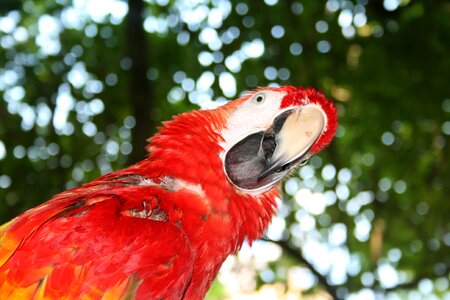 Red bird tropical