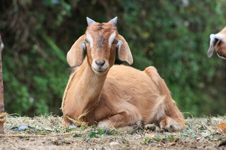 Domestic goat young animals animal world photo